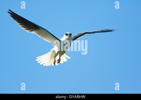 Black-shouldered Kite (Elanus axillaris) en vol, le sud de l'Australie, SA, Australie Banque D'Images