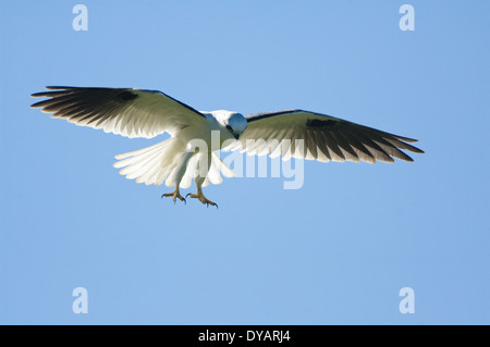 Black-shouldered Kite (Elanus axillaris) en vol, le sud de l'Australie, SA, Australie Banque D'Images