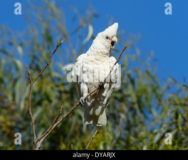 Peu de Corella - Cacatua pastinator - Sud de l'Australie Banque D'Images