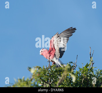 - Cacatoès rosalbin Cacatua roseicapilla - Sud de l'Australie Banque D'Images