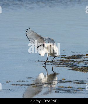Australian White Ibis (Threskiornis) Moluques, Kangaroo Island, Australie du Sud, SA, Australie Banque D'Images