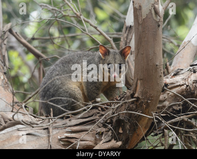 Common Brushtail Possum (Trichosurus vulpecula), Kangaroo Island, Australie du Sud, SA, Australie Banque D'Images