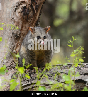 Common Brushtail Possum (Trichosurus vulpecula), Kangaroo Island, Australie du Sud, SA, Australie Banque D'Images