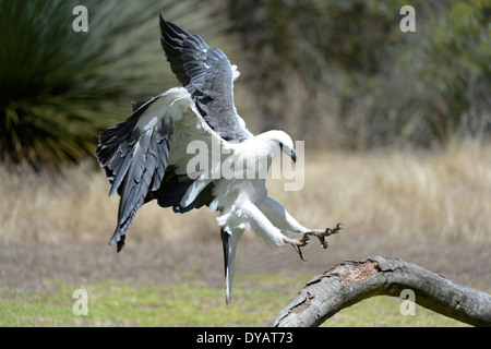 La mer à ventre blanc-eagle (Haliaeetus leucogaster) arrivant sur la terre, de l'Australie Banque D'Images