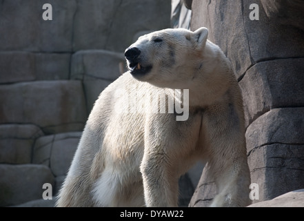 L'ours blanc sale debout dans le zoo sur fond de roches en pierre Banque D'Images