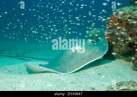 Le sud de Stingray (Dasyatis americana) sur le fond de sable, l'Île Cano, Costa Rica Banque D'Images