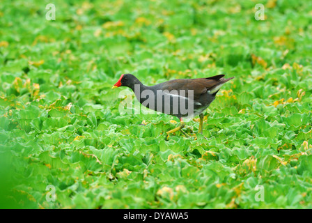 Belle la Gallinule poule-d'eau (Gallinula chloropus) marche sur l'eau Plante Banque D'Images