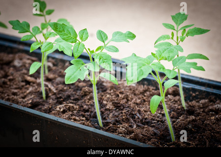 Des plantules de tomate de plus en plus près dans le bac Banque D'Images