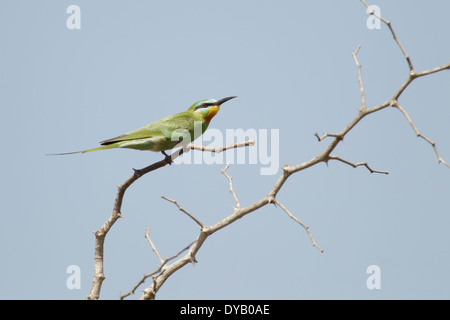 Blue-cheeked Bee-eater Merops persicus Gambie, Afrique de l'Ouest BI025038 Banque D'Images