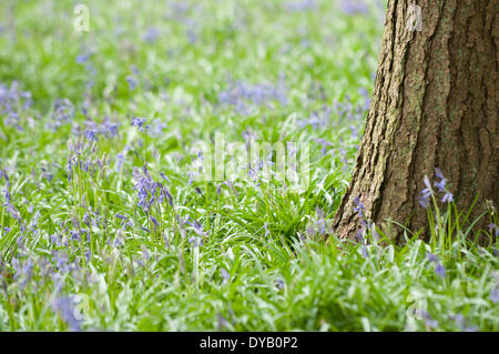 Le Hampshire, au Royaume-Uni . Apr 12, 2014. English Bluebells sauvages commencent à fleurir, les tapis d'un bois dans la région de Hampshire UK, le 12 avril 2014. Credit : Flashspix/Alamy Live News Banque D'Images