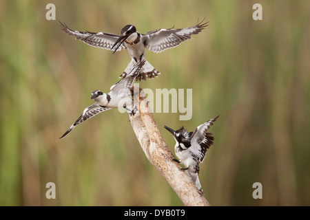 Pied Kingfisher Ceryle rudis - lutte contre la Gambie, Afrique de l'Ouest BI025307 Banque D'Images