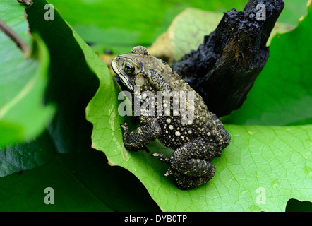 Belle femme à épine noire (Bufo melanostictus) sur feuille de lotus Banque D'Images