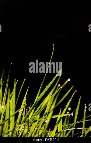 La rosée du matin sur l'herbe Banque D'Images
