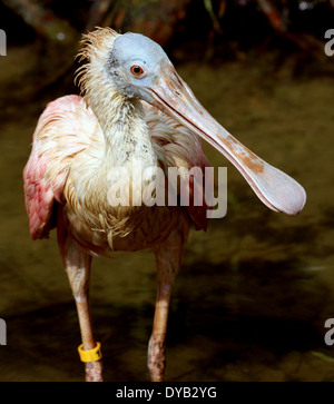 Roseate Spoonbill (Platalea ajaja) se nourrissent dans les zones humides Banque D'Images