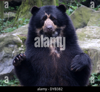 Mâle mature à lunettes d'Amérique du Sud ou l'ours ndean (Tremarctos ornatus) close-up, les pattes levées en l'air Banque D'Images