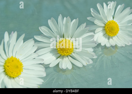 Trois marguerites placé dans une ligne sur une surface en verre avec un fond vert/bleu aqua. Trois marguerites et leurs réflexions. Banque D'Images