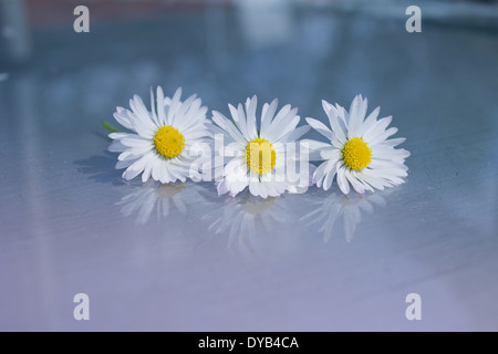 Trois marguerites placé dans une ligne sur une surface en verre avec un fond vert/bleu aqua. Trois marguerites et leurs réflexions. Banque D'Images