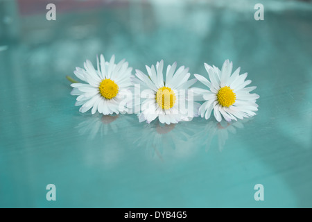 Trois marguerites placé dans une ligne sur une surface en verre avec un fond vert/bleu aqua. Trois marguerites et leurs réflexions. Banque D'Images