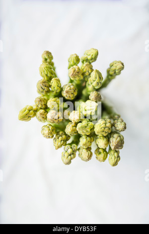 Les asperges sur un tissu blanc, les frais généraux. Banque D'Images