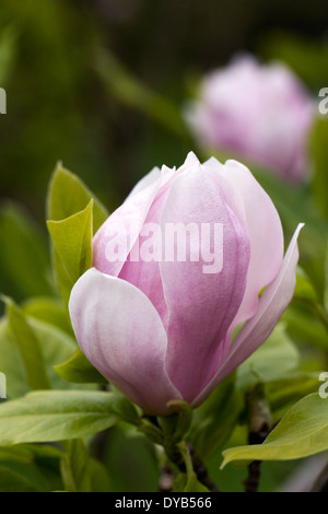 Magnolia denudata bourgeon floral. Banque D'Images