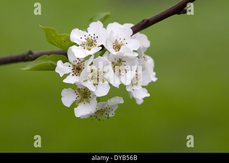 Pyrus boissieriana Blossom. Banque D'Images