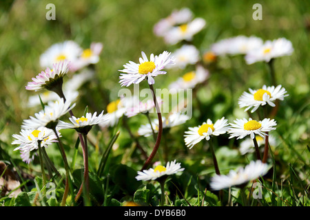 Et blanc Wild Daisy Gros plan sur le terrain Banque D'Images