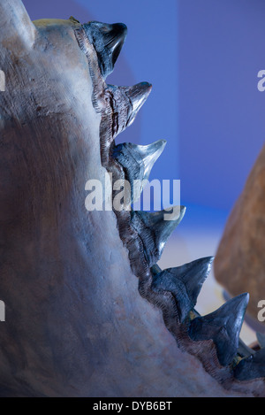 Grandes dents dans la bouche d'un fossile Megalodon. L'âge du début du Pléistocène à l'Oligocène. Banque D'Images