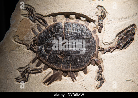 Une tortue de mer fossilisés avec des marques de morsures sur sa coquille. L'Eocène. Banque D'Images