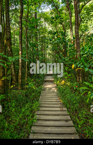 Jungle luxuriante passerelle sur la Pipiwai Trail à Maui. Banque D'Images