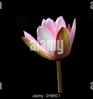 Fleur de lotus en fleurs isolé sur fond noir Banque D'Images