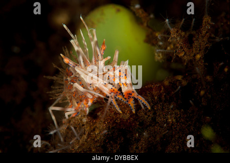 Les crevettes tigrées (Phyllognathia ceratophthalma), entre sable volcanique, Tulamben, Bali, Indonésie. Banque D'Images