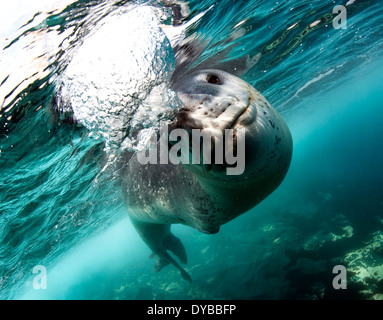 Vue du visage d'un Phoque léopard (Hydrurga leptonyx) lors d'une rencontre proche, l'Astrolabe, l'île de l'Antarctique. Banque D'Images