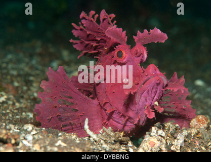 Une palette de couleur rose vif/violet-flap (Rhinopias eschmeyeri scorpénidés) sur sable volcanique, Tulamben, Bali, Indonésie. Banque D'Images