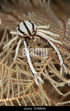 Squat des crinoïdes (homard Allogalathea elegans), vue frontale sur crinoïde feather star, Tulamben, Bali, Indonésie. Banque D'Images