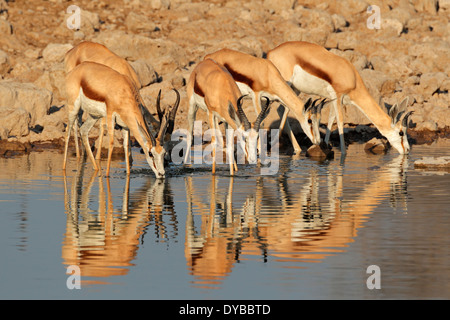 Le Springbok (Antidorcas marsupialis) antilopes de boire à un point d'Etosha National Park, Namibie Banque D'Images