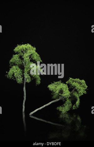 Modèle réduit de frênes avec un arbre qui tombe vers le bas Banque D'Images