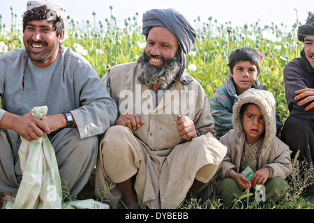 Les agriculteurs afghans reste dans leurs champs de pavot à opium, le 12 avril 2014 à Passau Village, province de Helmand, en Afghanistan. Banque D'Images