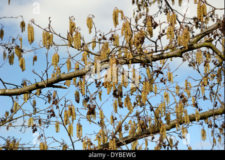 L'aulne, Alnus glutinosa, Chatons Banque D'Images