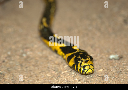 Caninana ou serpent serpent poulet, Spilotes pullatus, captive, Espirito Santo, Brésil Banque D'Images