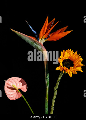 Bouquet de fleurs exotiques sur fond noir Banque D'Images