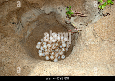 Des œufs de tortue de mer nichent enterré à la plage de Sao Mateus avant le lever du soleil, Espirito Santo, Brésil Banque D'Images