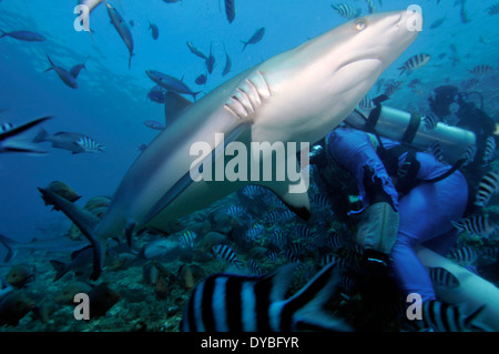 Carcharhinus albimarginatus, requins Silvertip, nage par les plongeurs, lagon de Beqa, Viti Levu, Fidji, Pacifique Sud Banque D'Images