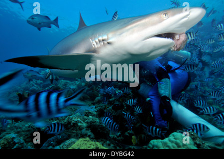 Carcharhinus albimarginatus, requins Silvertip, nage par les plongeurs, lagon de Beqa, Viti Levu, Fidji, Pacifique Sud Banque D'Images