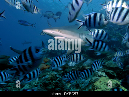 Carcharhinus albimarginatus, requins Silvertip, nage par les plongeurs, lagon de Beqa, Viti Levu, Fidji, Pacifique Sud Banque D'Images