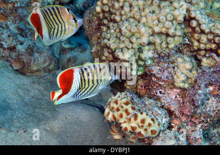 Paire de couronne ou papillons, Chaetodon paucifasciatus érythréenne, golfe d'Aqaba, Mer Rouge, Jordanie Banque D'Images