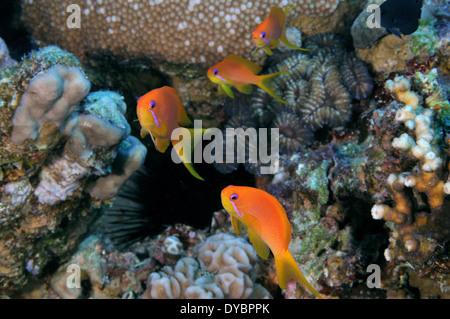 Femme scalefin ou lyretail anthias Pseudanthias squamipinnis, et des récifs coralliens, golfe d'Aqaba, Mer Rouge, Jordanie Banque D'Images