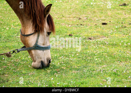 Cheval brouter dans un pré Banque D'Images