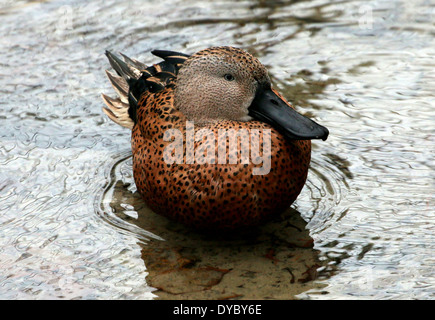 Rouge mâle Canard souchet (Anas platalea) close-up, une des espèces de canards barboteurs originaire du sud de l'Amérique du Sud Banque D'Images