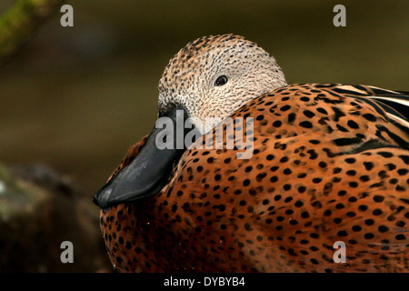 Drake mâle Canard souchet rouge d'Amérique du Sud (Anas platalea) extreme close-up de tête et Bill Banque D'Images