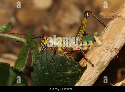 Variegated africains sauterelle (Zonocerus variegatus) close-up Banque D'Images